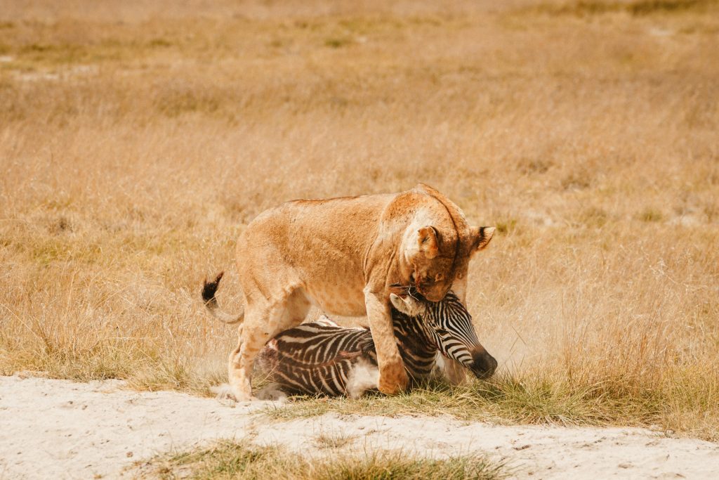 Un puissant lion capture une zebre dans la savane ouverte, illustrant la dynamique brute de la vie sauvage.