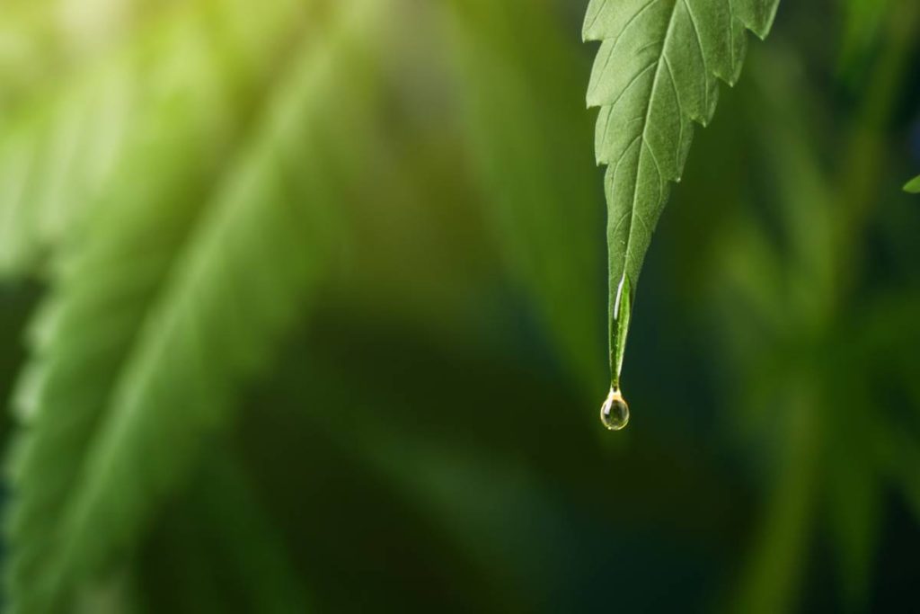 sélection des fleurs et résines de CBD