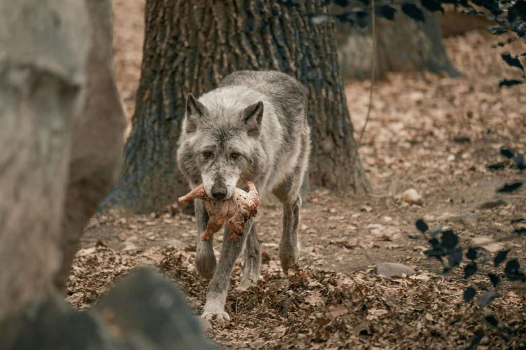 Un loup solitaire transporte sa proie dans un environnement forestier naturel.