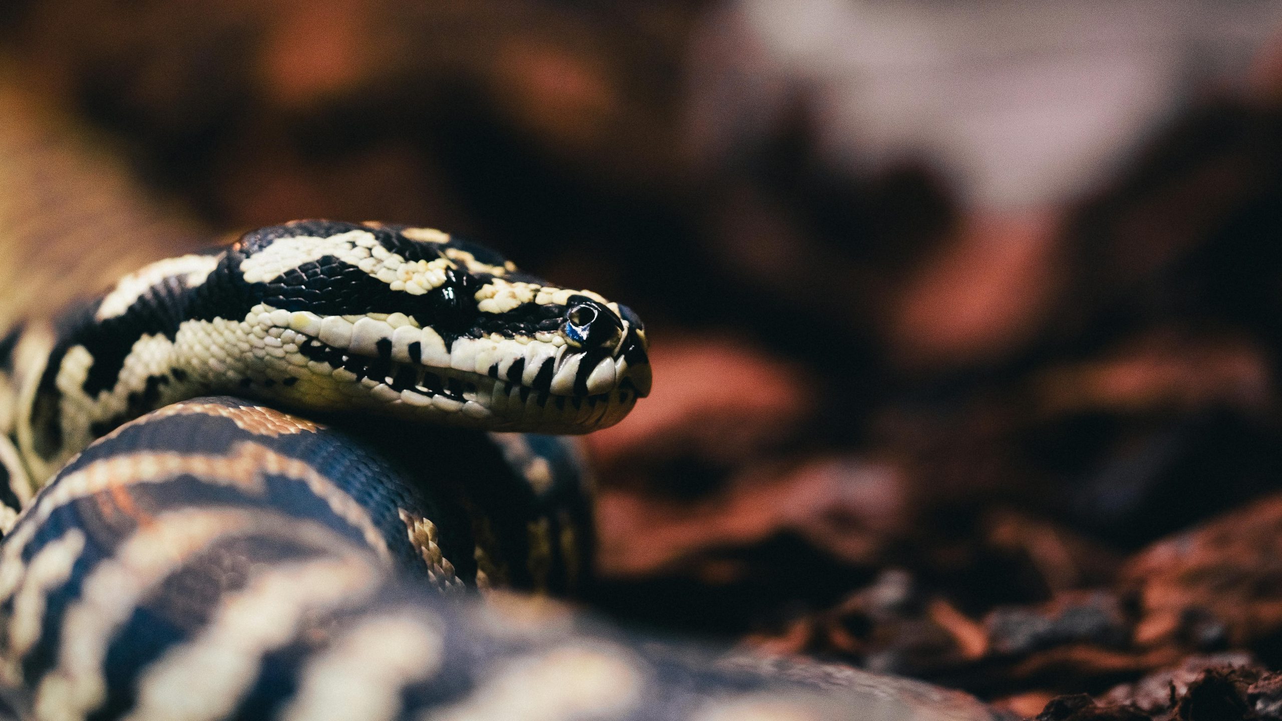 Signification symbolique du rêve de serpent