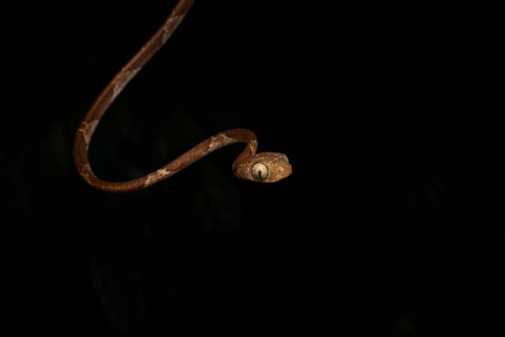 Blunthead tree snake posed against a dark background, showcasing its elegant form. Serpent arboricole à tête émoussée posé sur un fond sombre, mettant en valeur sa forme élégante.
