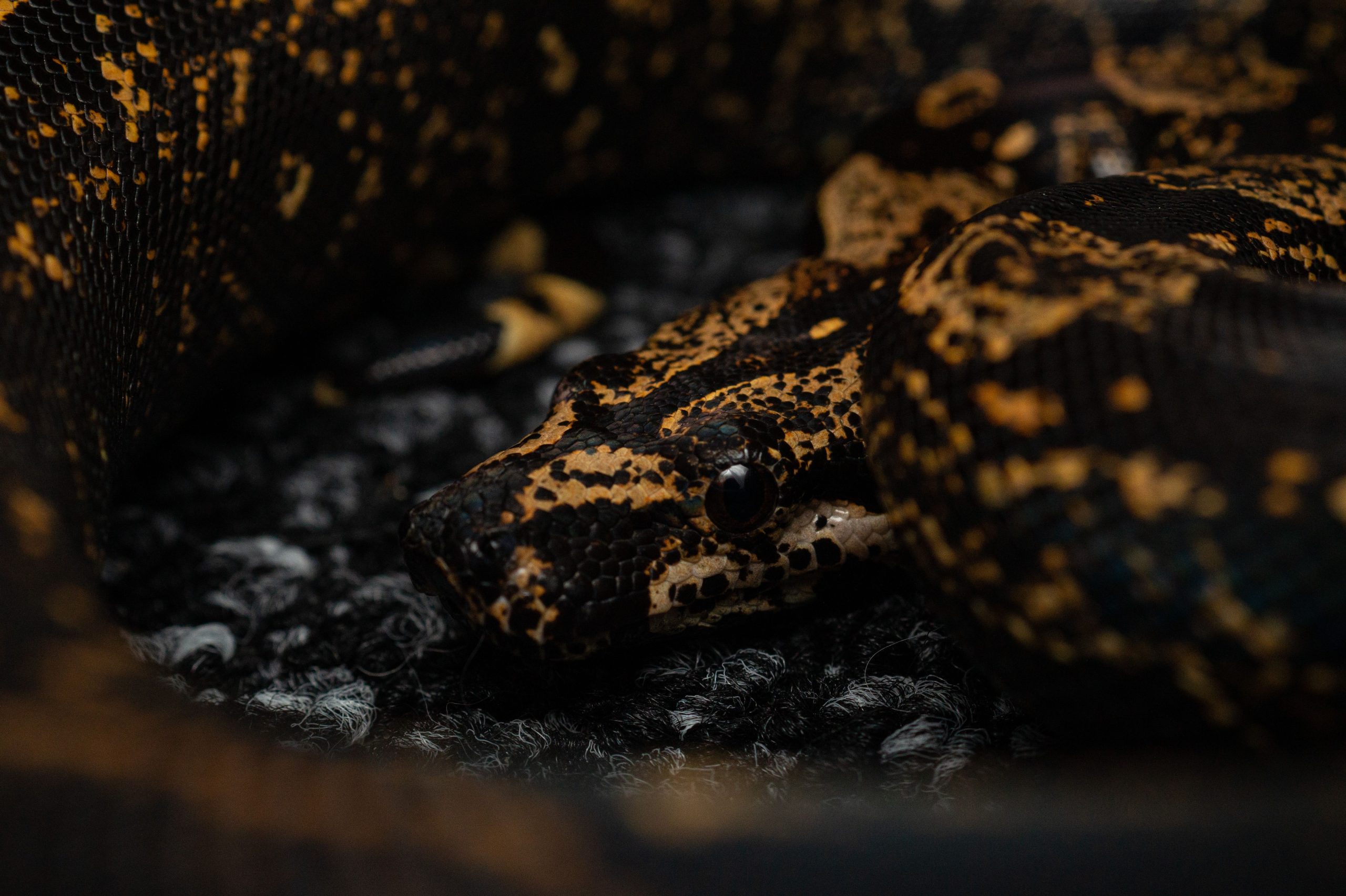 Interprétation de rêver de serpent
